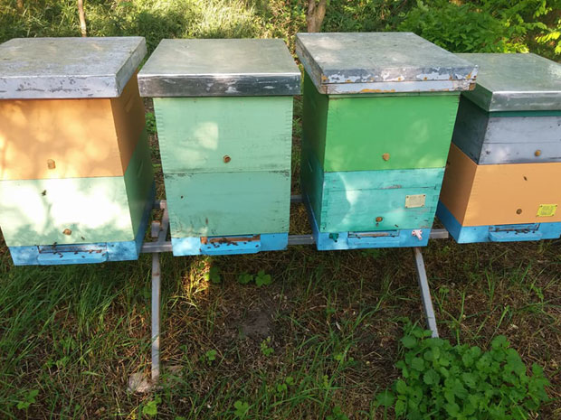 Корона угрожава кошнице, пчелари не могу да их обиђу, а пчеле гладују